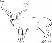 Easy Realistic Deer