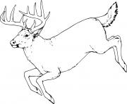 running realistic whitetail