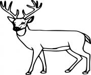 easy whitetail