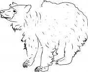 Simple Sloth Bear