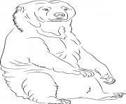 Realistic Sun Bear