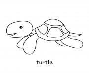 turtle